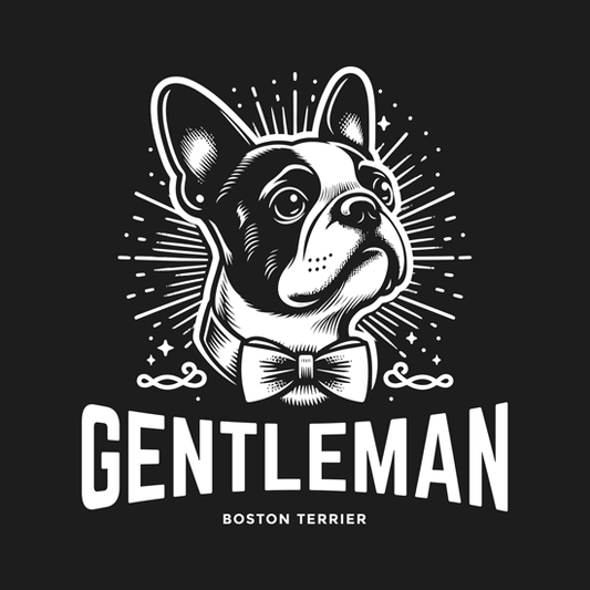 Boston Terrier – Gentleman