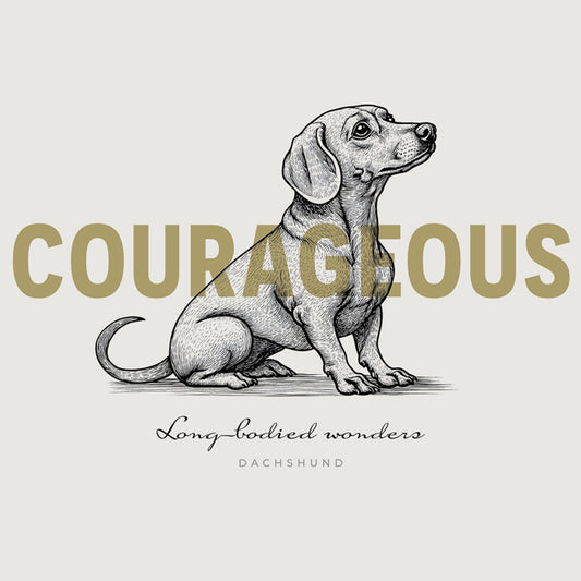 Dachshund – Courageous