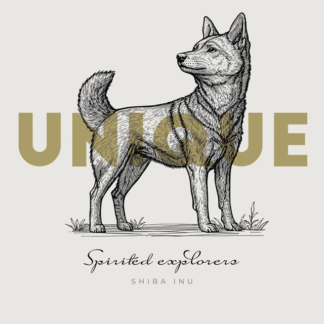 Shiba Inu – Unique